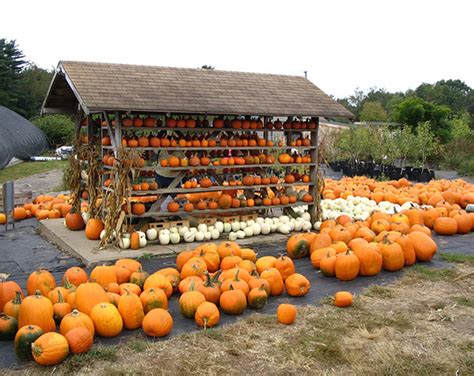 Pick Your Own Pumpkins Cn Smith Farm