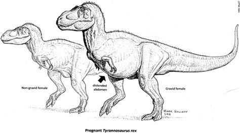 pregnant t rex unearthed cnn