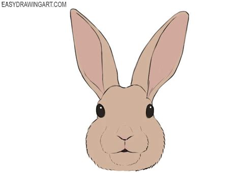 draw  bunny face easy drawing art bunny face bunny drawing