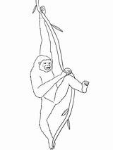 Gibbon Siamang Gibbons sketch template