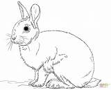 Coloring Pages Snowshoe Rabbit Getcolorings Color sketch template