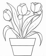 Coloring Tulip Tulips sketch template