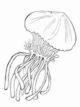 Jellyfish Coloring Getdrawings sketch template