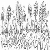 Wheat Grano Barley Feld Schwarzweiss Weizens Gerste Ryes Oder Orzo Segale Rye sketch template