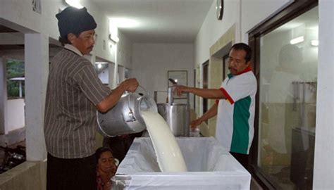 untuk produktivitas susu ipb kerja sama dengan snv indonesian