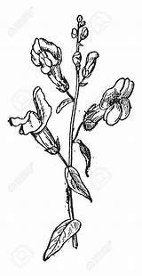 Snapdragon Drawing Flower Antirrhinum Getdrawings sketch template