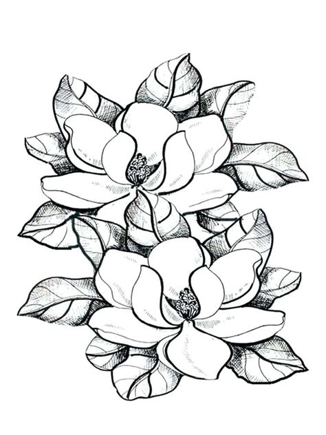 magnolia coloring pages  coloring pages  kids   flower