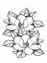 Magnolia Magnolias Colouring Bestcoloringpagesforkids sketch template