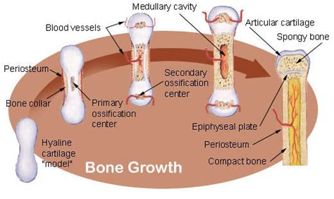 straining  anatomy  physiology  ways  bone growth