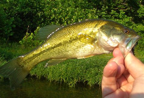Buggin Out Thinking Unconventionally Smallmouth Bass