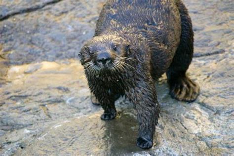 California Sea Otters Back At Monterey Bay Aquarium The Mercury News