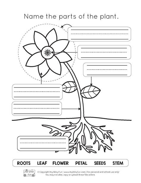 parts   flower printable worksheet printable word searches