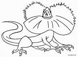 Lizard Frilled Draco Coloringbay sketch template