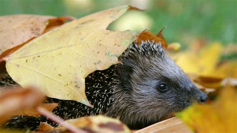 helfen gaertner tieren im herbst