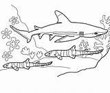 Coloring Shark Tiger Popular sketch template
