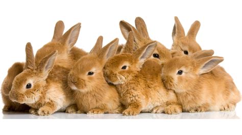 cute bunnies wallpaper  images
