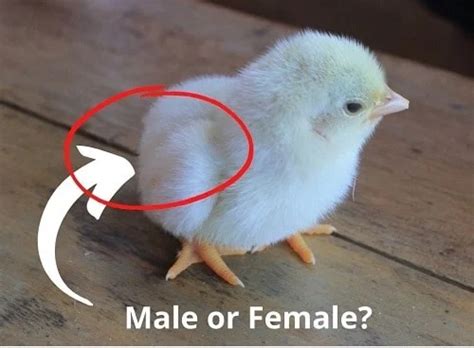 How To Sex Chickens 4 Best Methods Agro4africa
