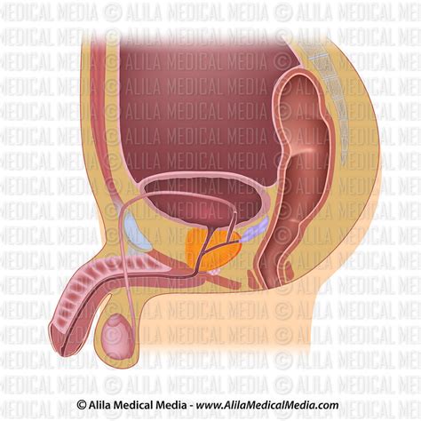 Alila Medical Media Male Reproductive System Images