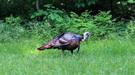 stubborn gobblers wont   closer