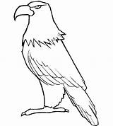 Eagle Coloring Template Pages Printable Baby Hawk Drawing Philippine Bald Tony Eagles Templates Kids Philadelphia Getdrawings Getcolorings sketch template