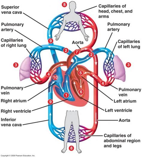 blood flow diagram  heart