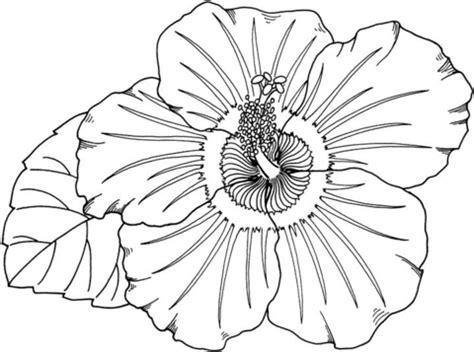 hibiscus coloring page supercoloringcom