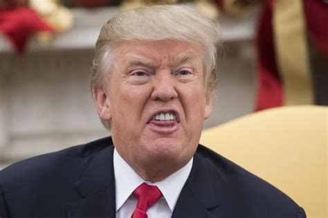 trump   pig snout   york magazine draws