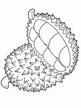 Durian Buah Mewarnai Ukuran Kanan Karena Menggunakan Kemudian Jangan Tab sketch template