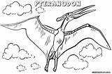 Pteranodon sketch template