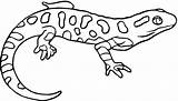 Salamandra Salamander Anfibios Newt Kolorowanki Salamanders Colorir Salamandre Coloriage Amarillas Motas Jaszczurki Plamista Supercoloring Anfibi Salamandras Imprimir Amphibian Kolorowania Kolorowanka sketch template