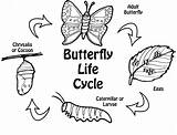 Schmetterling Lebenszyklus sketch template
