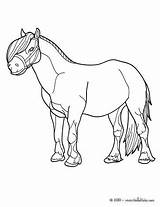 Pony Coloring Pages Shetland Horse Real Getcolorings Color Printable sketch template