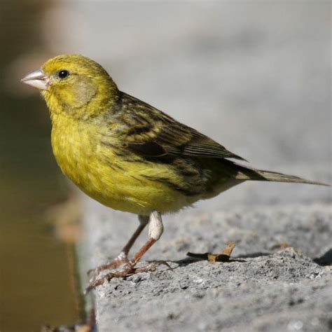 yellow canary facts pet care behavior diet price pictures