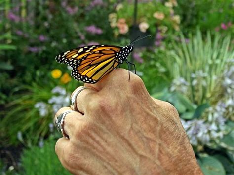 butterfly  hand ryannguitar flickr