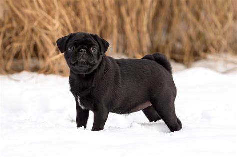 black pug facts genetics puppy price faqs  pictures
