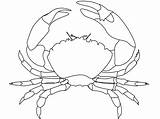 Crab Coloring Outline Pages Drawing Printable Clip Blue Whte Clipart Template Maryland Crabs Cliparts Public Md Domain Animal Crustacean sketch template