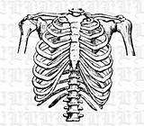 Rib Cage Clipart Human Ribs Skeleton Frontal Vintage Drawing Clip Position Getdrawings Instant Clipground Illustrations sketch template