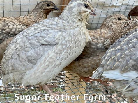 pharaoh coturnix quail sugar feather farm