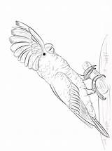 Kakadu Kaketoe Malvorlage Papegaaien Ausmalbild Stimmen sketch template