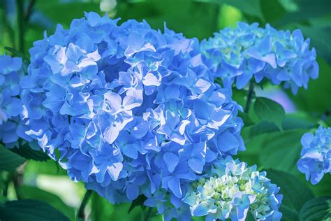 beautiful blue flowers   garden gardening sun