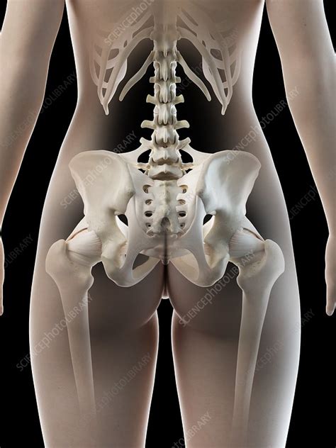 Female Hip Bone Illustration Stock Image F027 1341