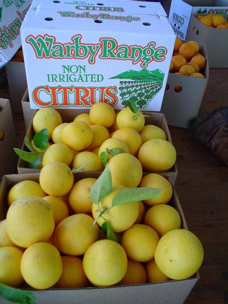organic grapefruit kg box warby range citrus delivered