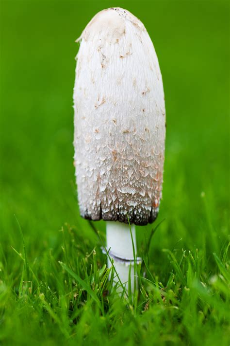 mushroom  grass  stock photo public domain pictures