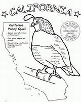 Coloring Pages California Quail Valley Designs Quails Studies Social Homeschool Animal Coloringpagesfortoddlers sketch template