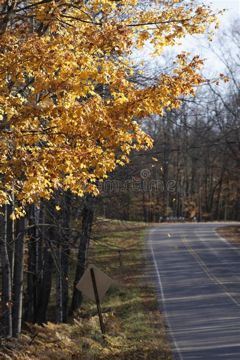 multiple leaves falling  tree  late fall   forest road