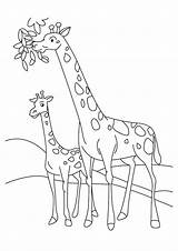 Giraffe Coloring Pages Drawing Cute Getdrawings sketch template