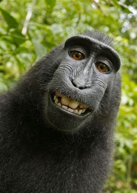 Humor Funny Pics: Funny monkey face Fashion cool photos