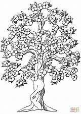 Coloring Tree Blossom Cherry Pages Apple Flowering Printable Blossoms Print Trees Color Kids Colouring Flower Drawing Adults Book Baum Coloriage sketch template