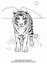 Coloring Animals Wild Pages Print Animal Kids Tiger Cheetah sketch template