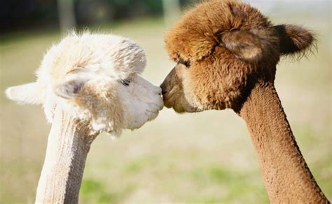 adorable alpaca     smile readers digest